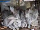 Кролики помесь франц. баран и бельг. великан объявление продам