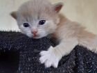 Шотландские котята.дата рождения 12 ноября объявление продам
