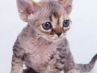 Котята породы Девон-рекс объявление продам