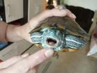 Красноухая черепаха в дар объявление продам