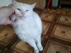 Белоснежный кот турецкая ангора объявление продам