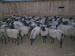 Романовские овцы