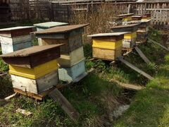 Пчелосемьи, ульи, рамки