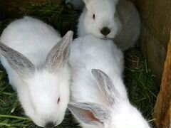 Кролики мясной породы "Калифорнийские" чистопородн