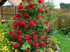 Розы канадки плетистые,парковые зимост. до -45 зкс