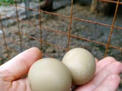 Инкубационные Яйца фазанов
