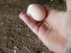 Яйцо инкубационное породы кур Кучинская-Юбилейная