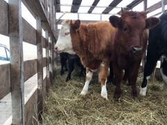 Тёлки, бычки на Мясо и на откорм-доращивание