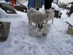 Продам молочных коз