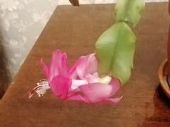 Растение Декабрист Шлюмберга, цветет розовыми цвет