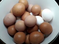Яйца куриные домашние, инкубация