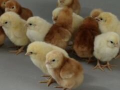 Цыплята, инкубационное яйцо, индюшата, петухи,куры