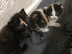 Котятки от британской кошки