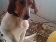 Найдена собака с русского акташа