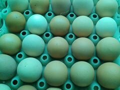 Продаются домашние яйца