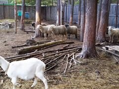 Овцы, бараны и козлята