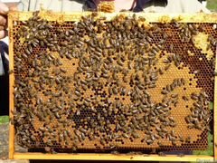 Продам пчелосемей и пчелопакеты в Белгородской обл