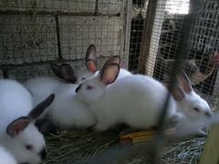 Крольчата - калифорнийцы возраст 1,5 месяца