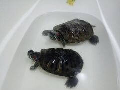 Черепахи красноухие бесплатно