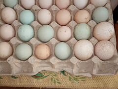 Яйца павловской и синь-синь-дянь пород кур
