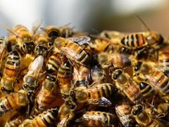 Пчелы, 5 семей