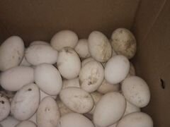 Домашнее гусиное яйцо порода холмогорские