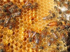 Пчеласемьи, пчелапакеты