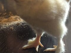 Инкубационное яйцо Бpама и голошейки
