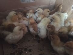 Цыпленки домашние