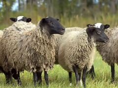Овцы романовские, баран курдючный,коза