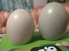 Яйцо подсадной утки