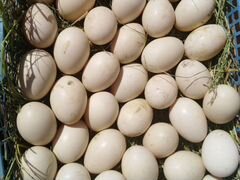 Яйца индоутки инкубацинное