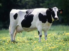 Стельная корова, телочка