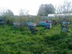 Пчелосемьи с инвентарьем