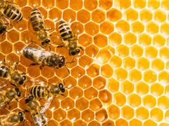 Пчёлы с ульями