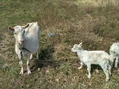 Продается коза безрогая и козлята