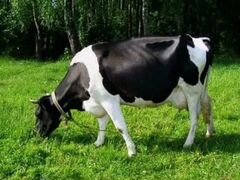 Корова и телочка