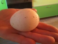 Яйца индюшата Ставропольские