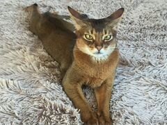 Вязка с абиссинским котом
