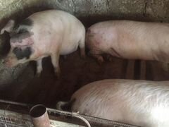 Продажа свиней живой вес 130, порода питрэн ландра