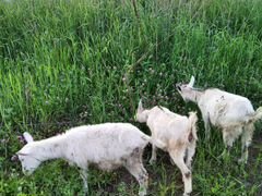 Молочные козы и козлята