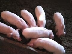 Продам свинят(2месяца) породы ландрасс