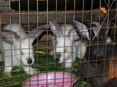 Кролики для разведения