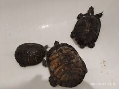 Красноухие Черепахи 3 шт бесплатно