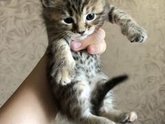 Котята-метисы от кошки мейнкун