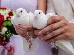 Голуби белые на свадьбу
