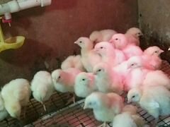Цыпленок бройлерный рост-308, вывод 26 июня