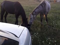 Лошади кобылки