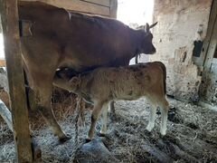 Дойная корова с телёнком