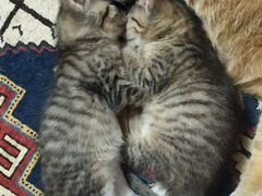 Котята ищут семью,рождены 19 мая